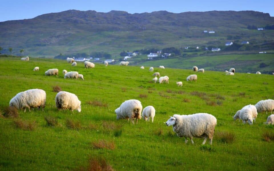 Ireland Food Services